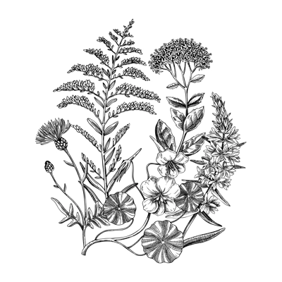 Summer flowers bouquet in sketch style. Botanical drawings with golden rod, nasturtium, sedum, thistle. Vintage wildflowers hand-drawn illustrations for wedding invitations or decoration